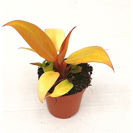 Philodendron Prince Orange.