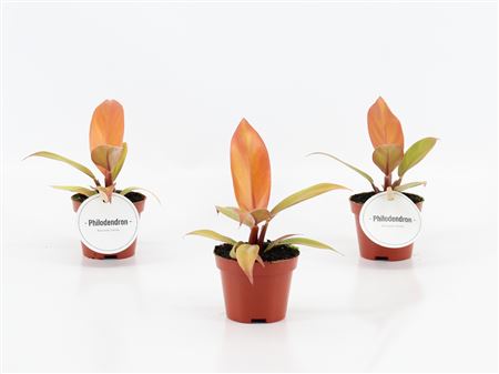 Philodendron Prince Orange.