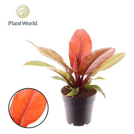 Philodendron Prince Orange.