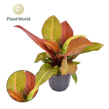 Philodendron Prince Orange