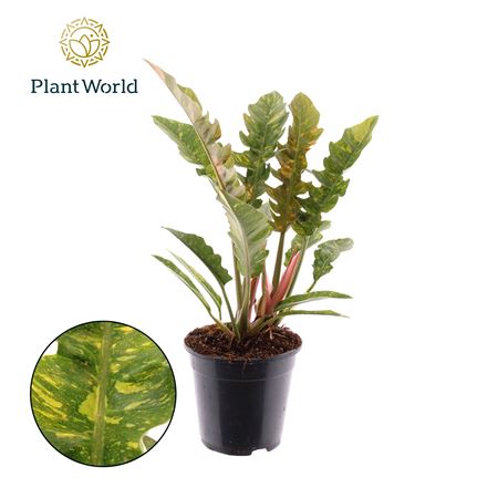 Philodendron Narrow Ring Of Fire