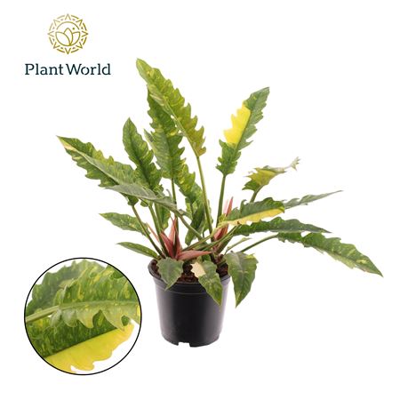 Philodendron Narrow Ring Of Fire