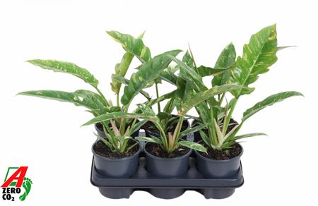 Philodendron Ring Of Fire