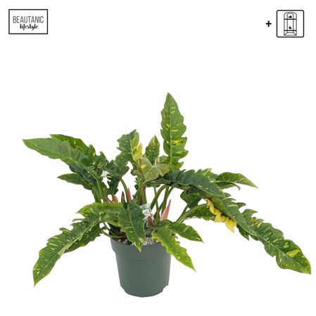 Philodendron Ring Of Fire