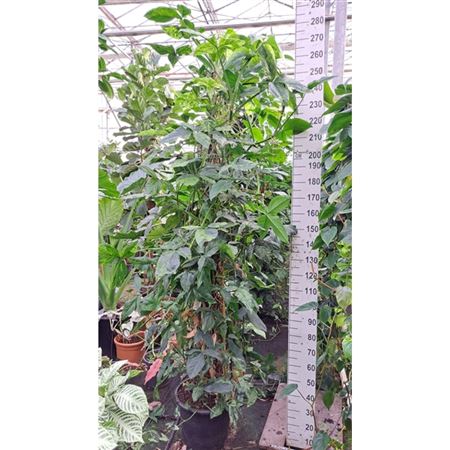 Syngonium Mottled Mojito Mosspole