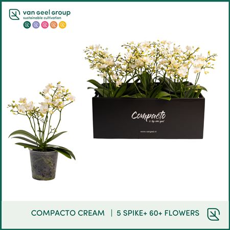 Phal 5st Compacto Cream 60+ (van Geel)