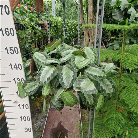 Maranta Leuconeura Exclusive Grey Hanging