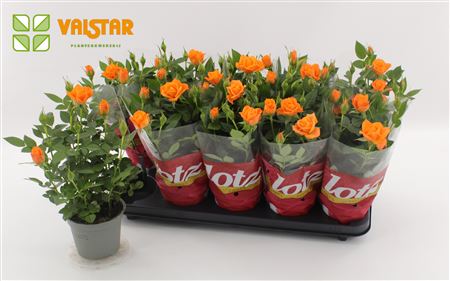 Rosa 12  Lotz Of Roses Jewel Orange