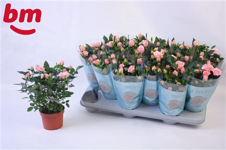 Rosa Retro Jewel Beau Monde (10,5)