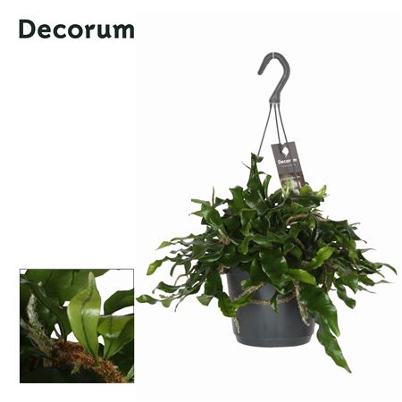 Microgramma Nitida Monkeyhill