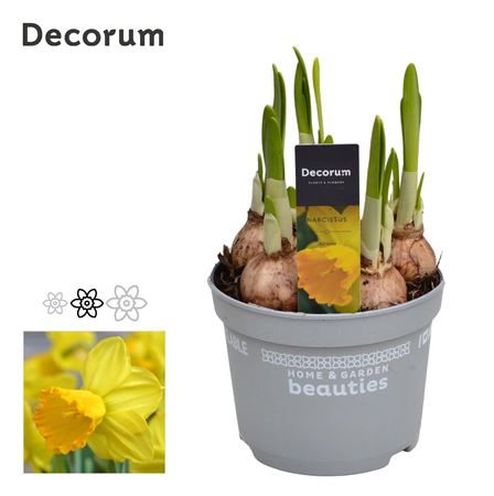 Narcissus Adriana (decorum)