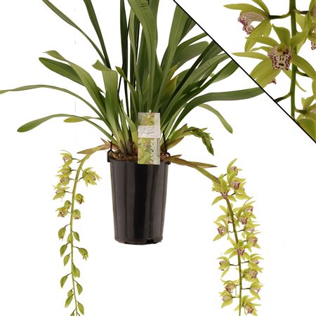 Cymb Cascade 3-4st Hutchings