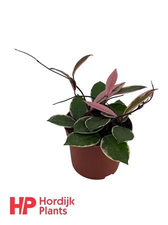 Hoya Carnosa Flamingo Dream