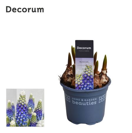 Muscari Emmy (decorum)