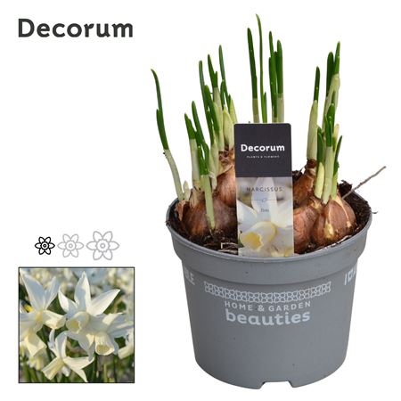 Narcissus Toto (decorum)