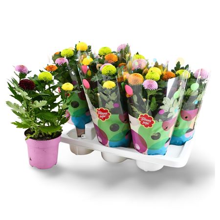 Chrys Flowerpops Carnaval 5pp In Potcover