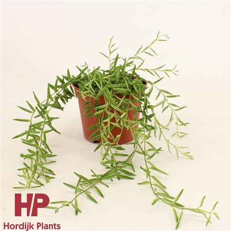 Aeschynanthus Green Star