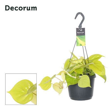 Philodendron Scandens 'lemon Lime'