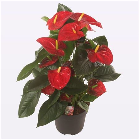 Anth An Famous Red 7+