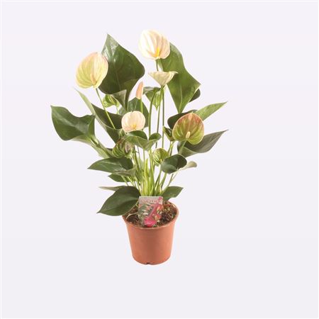 Anth An Perito Pearl 5+