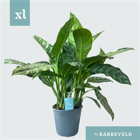 Aglaonema Chantal