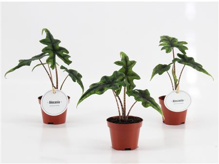 Alocasia Jacklyn