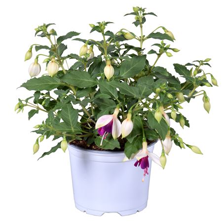 Fuchsia Bella Georgia