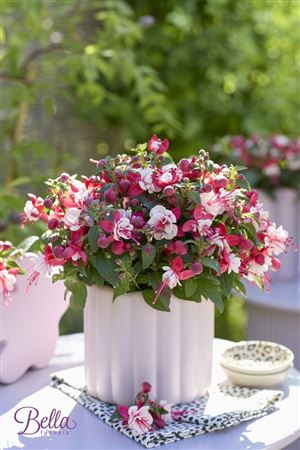 Fuchsia Bella Camilla