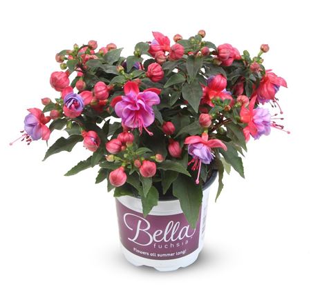 Fuchsia Bella Ella