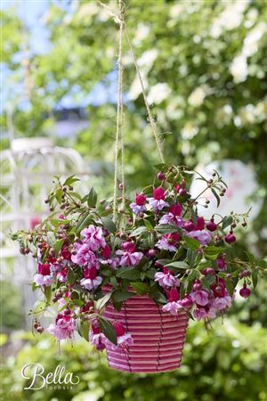 Fuchsia Bella Julia