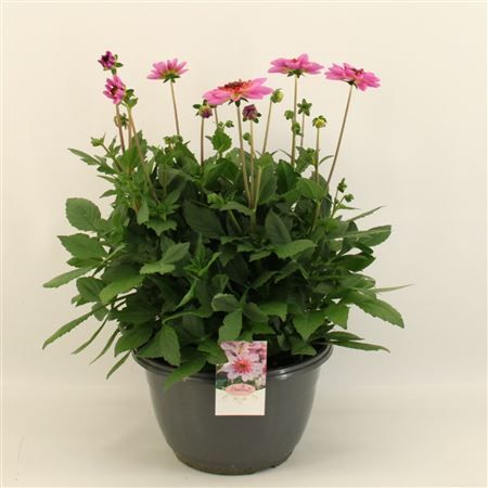 Dahlia Dalina Maxi Starburst Pink