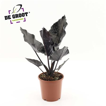 Alocasia Antoro Velvet