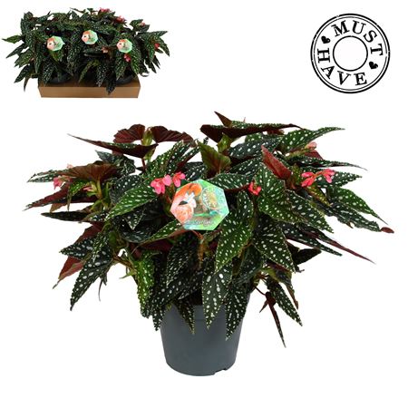 Maculata Spotlight Green (must Have)