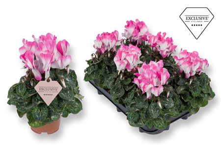 Cyclamen Fusion (exclusive)