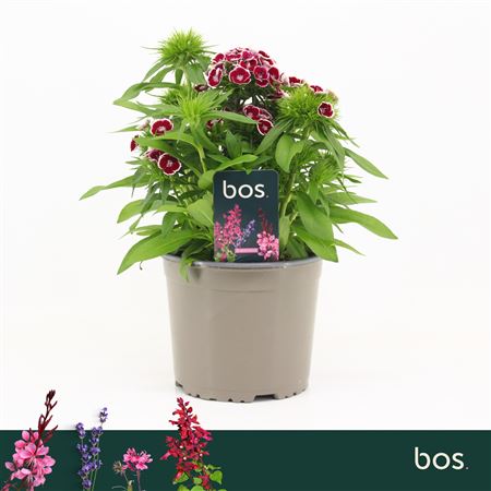 Dianthus Barbatus Dart Red White Picotee