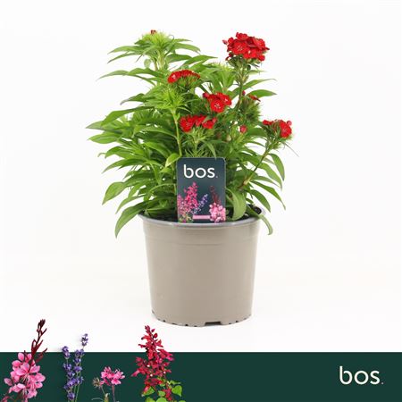 Dianthus Barbatus Dart Scarlet