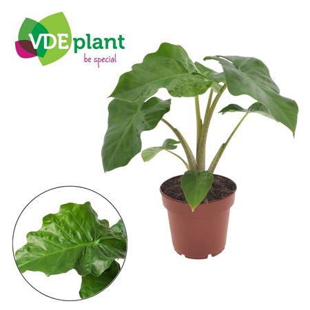 Alocasia Low Rider