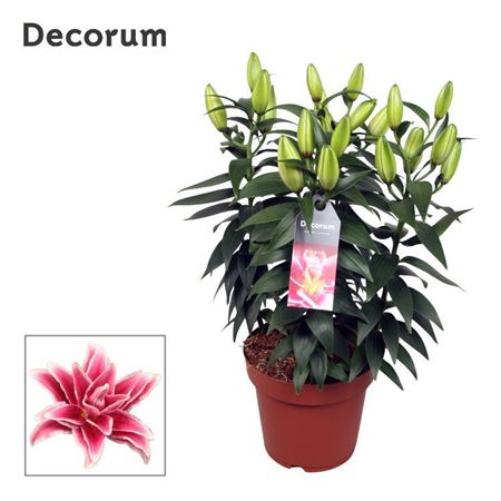 Lilium Or Roselily Kyra 5pp (decorum)