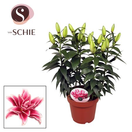 Lilium Or Roselily Kyra 5pp