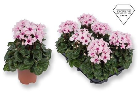 Cyclamen Illusia (exclusive)