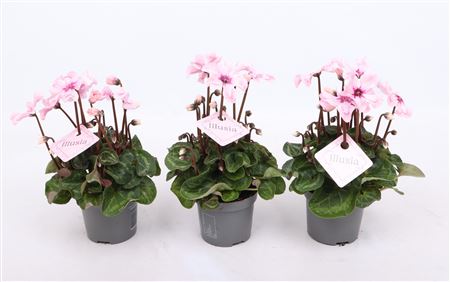 Cyclamen Illusia Light With Eye