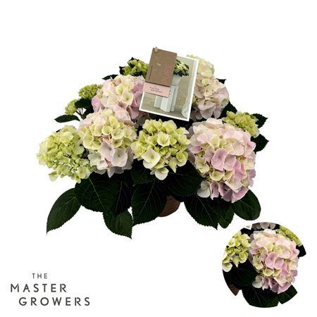 Hydrangea Ma Hi Diamond Pink 7+