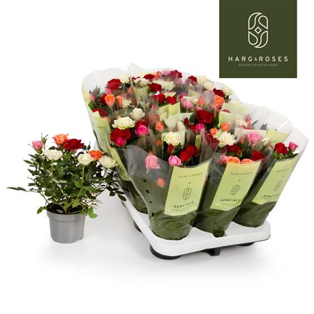 Rosa Kordana Quattrose