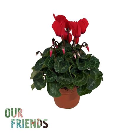 Cyclamen Red Elegante