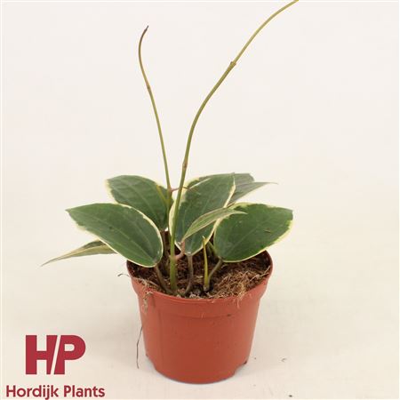 Hoya Latifolia Albomarginata