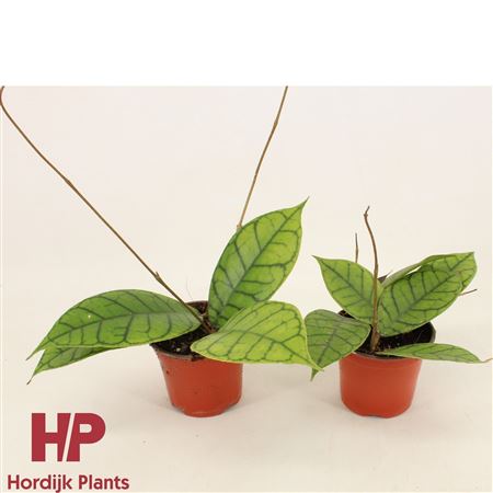 Hoya Callistophylla Kal 16