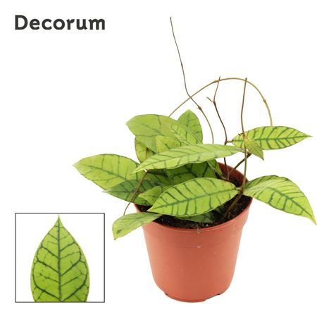 Hoya Callistophylla (decorum)