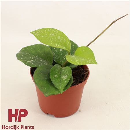 Hoya Carnosa Freckles Splash