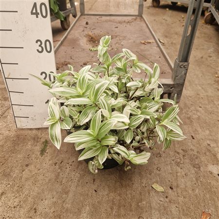 Tradescantia Brightness