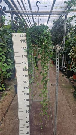 Parthenocissus Striata Hangplant Xl